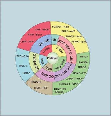 E3 Ubiquitin Ligase in Anticancer Drugdsla Resistance: Recent Advances and Future Potential